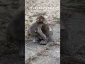 赤ちゃんへの仕返し方が可愛い🩷 #ニホンザルの赤ちゃん #monkey #高崎山自然動物園
