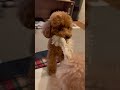 それはちょっと…。遊びの誘い方がわからないチビプー #トイプードル