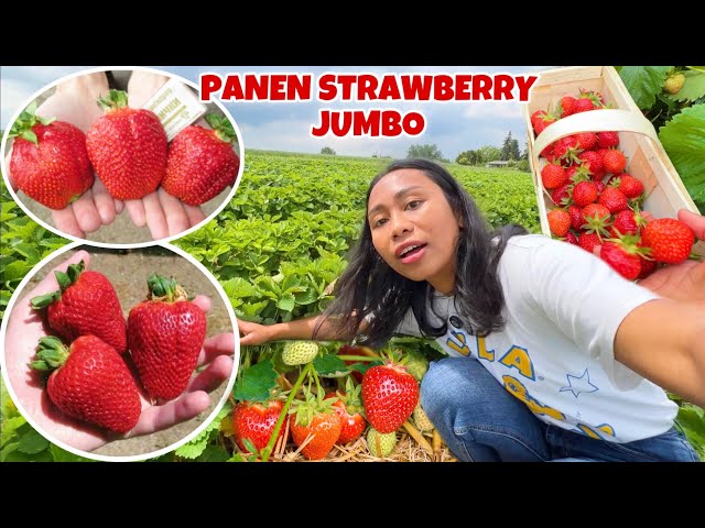 PANEN STRAWBERRY JUMBO SUPER MANIS DI LADANG class=