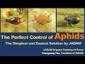 The Perfect Control of Aphids, The Simplest and Easiest Solution by JADAM