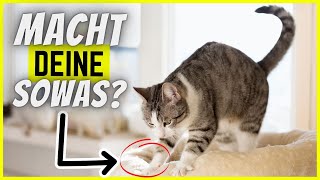 10 kuriose Angewohnheiten von besonders intelligenten Katzen