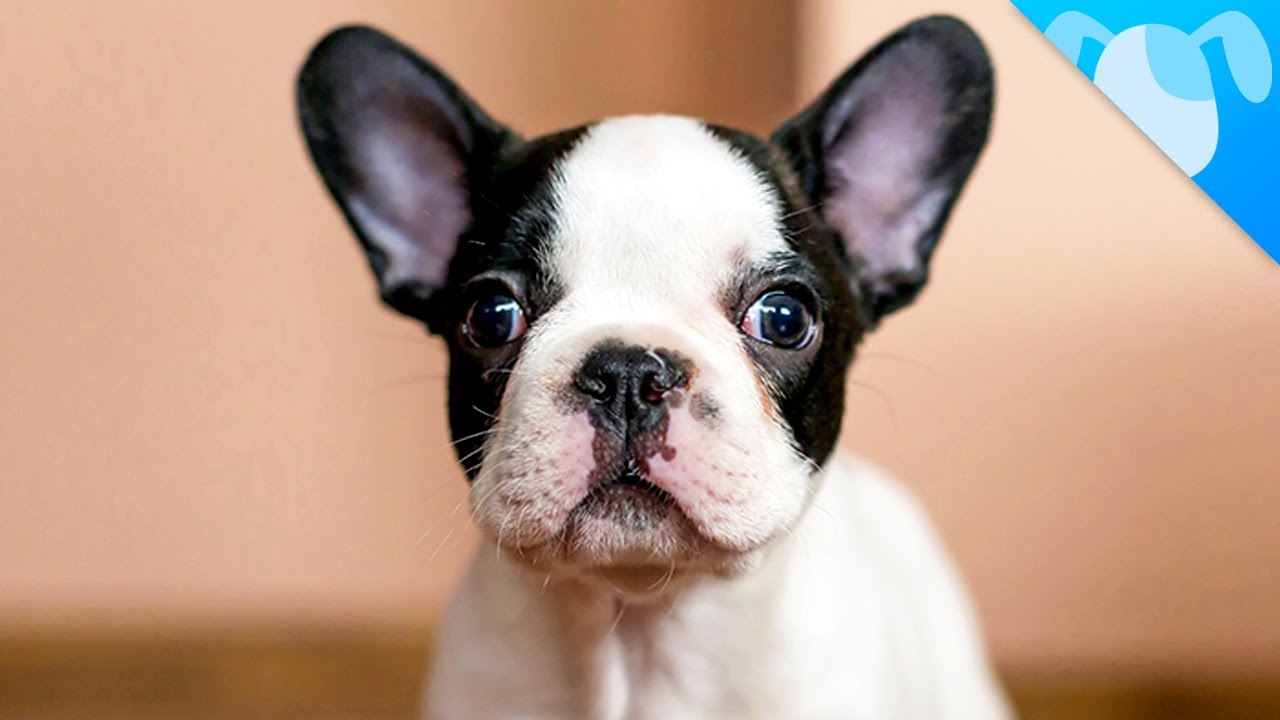 Adorable French Bulldog Breeds Of Dogs