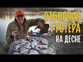 ОТБОРНАЯ ГУСТЕРА на фидер весной. Где ловить в  запрет на Десне?