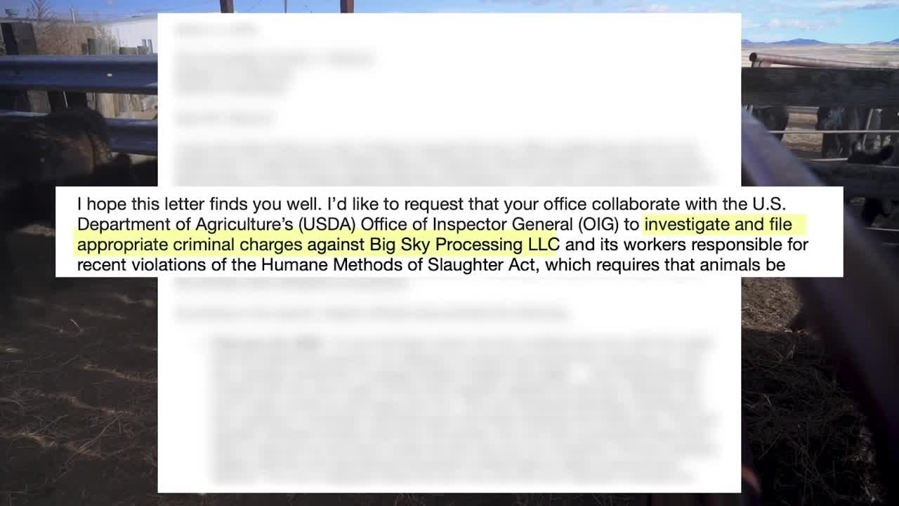 Montana meat processor accused of inhumane slaughter