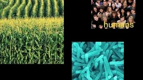 Laura Cuff - Genes Gone Wild