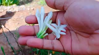 Very Different Flowers reverse Video/ Satisfying Reverse #reverse