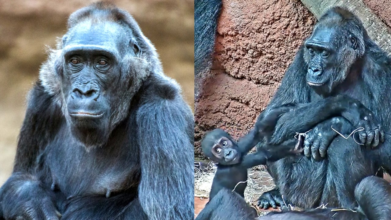 Камба, супер-тётя: 54 года любви и заботы ❤️