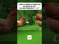 Señales claras de que tu Gallina Ponedora ya está vieja…🥚🥚 #farm #huevos #gallinas #agro #agrorural