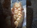 buah cempedak masak di pohon #buah #fruit #freefire #fyp #viral #foryou #food #fun #funnyvideo