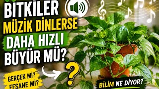 Bitkiler Müzik Dinlerse Daha Hızlı Büyür Mü? Bilim Ne Diyor? 🌿🎵