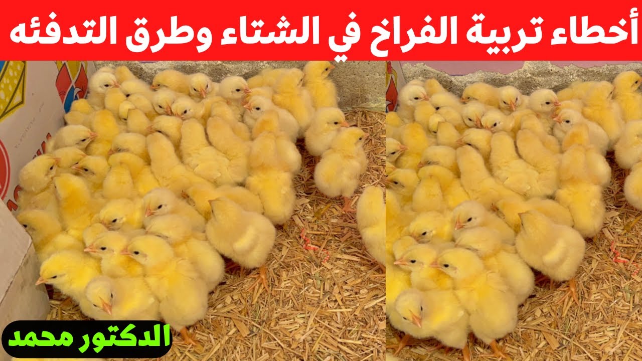 ٣ اخطاء في تربيه الفراخ في الشتاء بتعملهم وهيخلو الفراخ سرده ومش هتكبر عن كيلو ونص مع دكتور