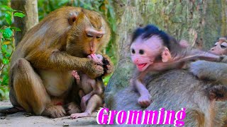 Oh The Female Pigtail Monkey is Grooming a Sann Baby Monkey  | Cute Baby Monkey SR​​​​​​