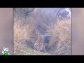 Леопард Против Бегемота / Битвы Животных Снятые На Камеру