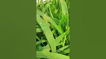 Kambu grass Happy gardening #kambuplant #kambu #gardening #plants #grass #yt #shortvideo #shorts