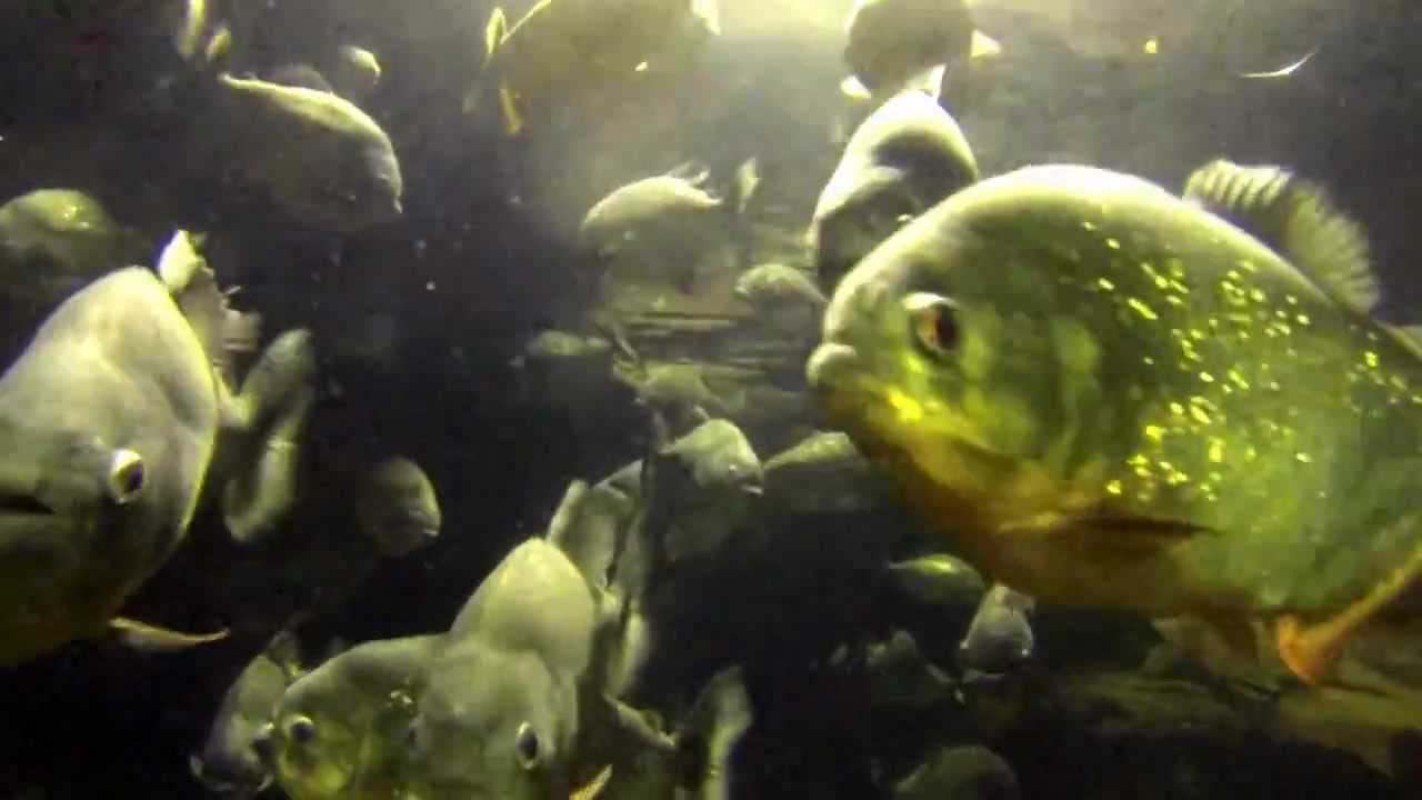 School of Piranha Swimming piranhas movie shot with GoPro YouTube