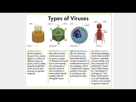 Unit 3 C1a Virus Structure - YouTube