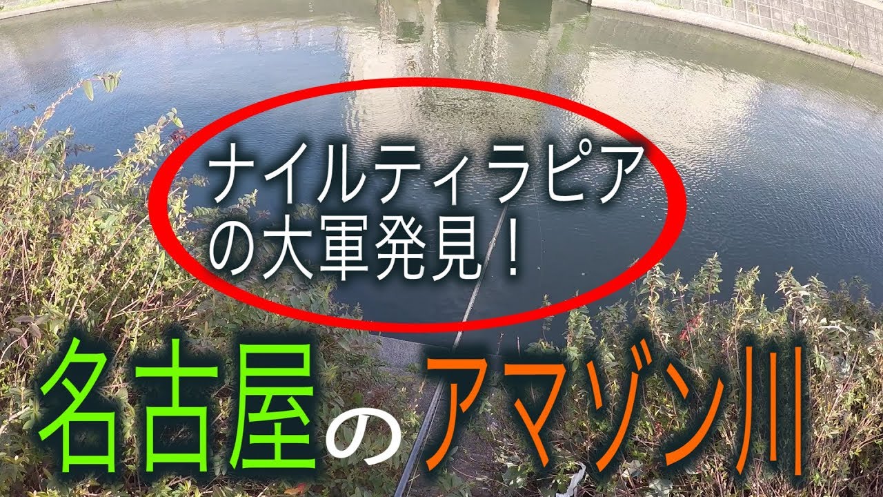 熱帯魚が釣れる川に大量発生の外来種！名古屋　荒子川