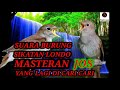 SUARA BURUNG SIKATAN LONDO SANGAT BAGUS BUAT MASTERAN JEDA LUMAYAN +SUARA AIR JOS