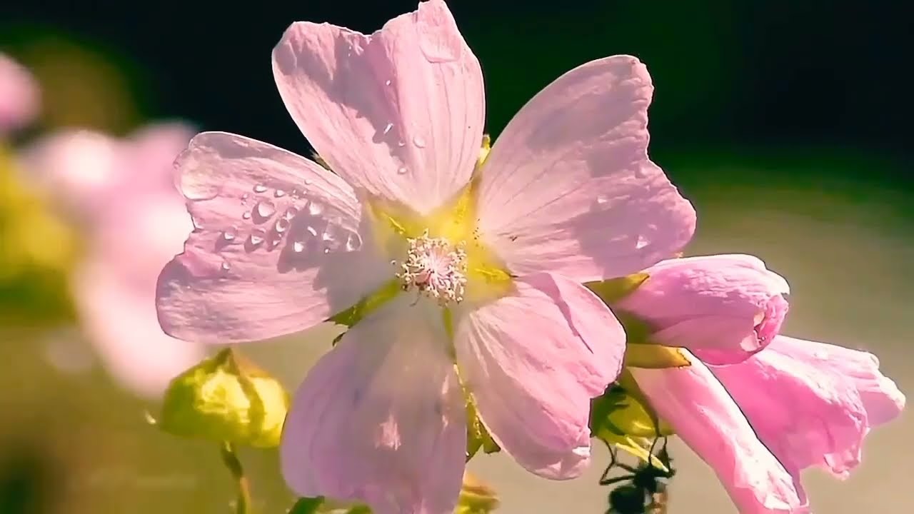 World Environment day 2021 whatsapp status | Nature status environment status