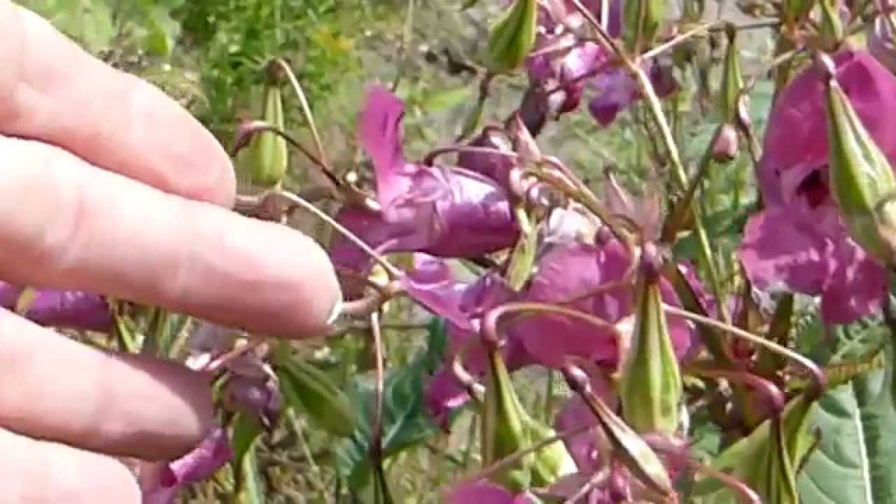 Impatiens glandulifera  -  Risalísa - Balsamía - Villijurt - Sjálfsánar plöntur