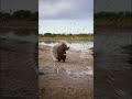 He is small, fluffy, and protected by a thousand spears #wildlife #porcupine #youshallnotpass