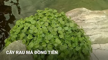 Các loại cây trồng quanh hồ cá koi rinrin park có tác dụng hỗ trợ lọc nước không?