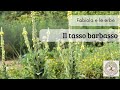 Ref:PlRyiZftPmM Tasso barbasso (verbascum tapsus): un gigante prezioso, commestibile e medicinale