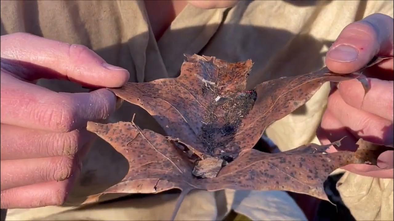 Bow Drill Tips and Tricks YouTube