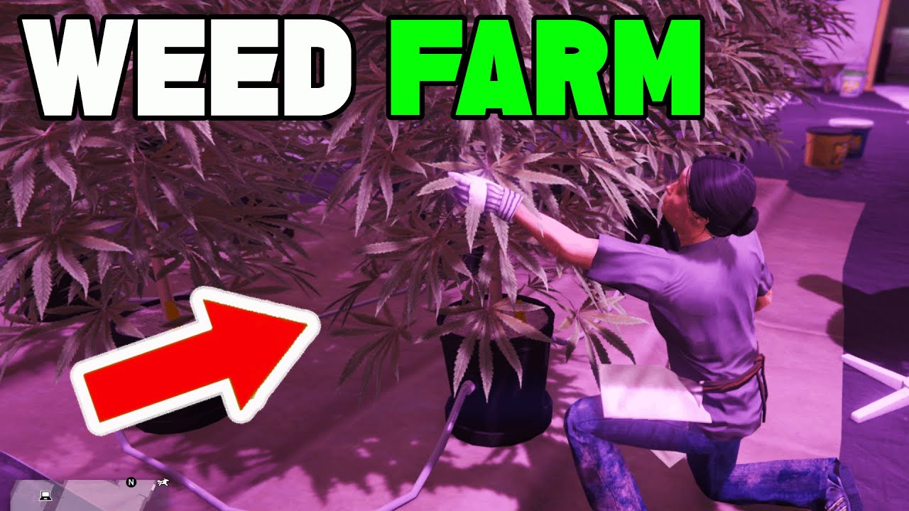 2024 WEED FARM GUIDE TO MAKE MILLIONS FAST GTA 5