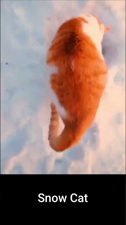 Kucing Salju