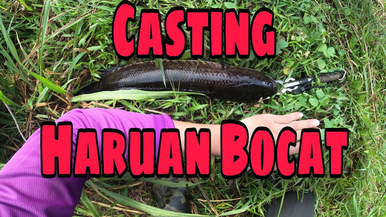 Haruan Runtu Dua Kali Turun Casting Haruan - YouTube