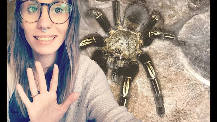 PET TARANTULAS · 5 things to know before buying one