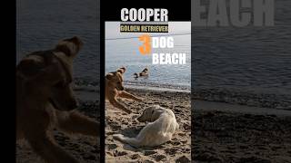 3 dog beach part1 Golden Retriever friends enjoy beach party play date