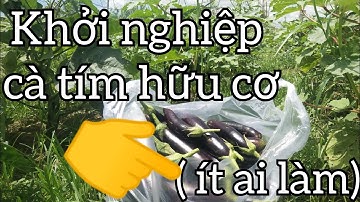 Cách tôi khởi nghiệp ở nông thôn từ cà tím hữu cơ xen canh đậu bắp