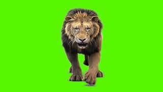 Lion copyright free green screen video effect। New video.