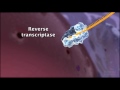 HIV Life Cycle | HHMI BioInteractive Video