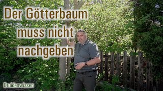 Der Götterbaum muss nicht nachgeben