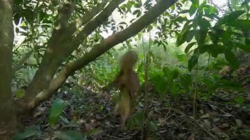 Bẩy Sóc Bông 2 Thòng | Không Ngờ Dính Sóc Đất #4.