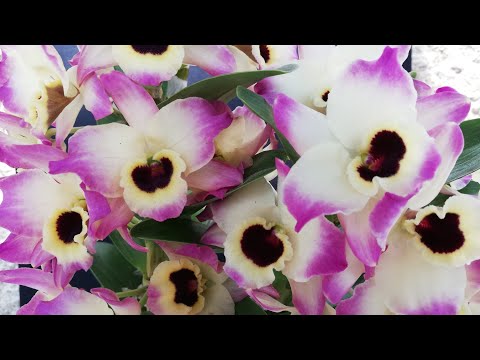 Video: Dendrobium: cuidados. ¿Qué hacer cuando la orquídea florece?