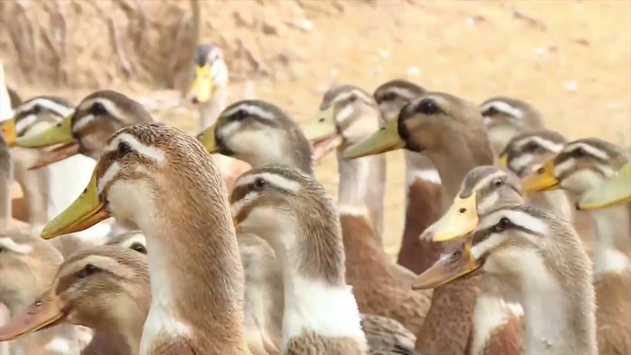 Coco Riverside Lodge: Explore the untouched village in Mekong Delta