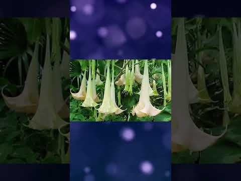 Video: Cara Membuat Tanaman Brugmansia Berbunga