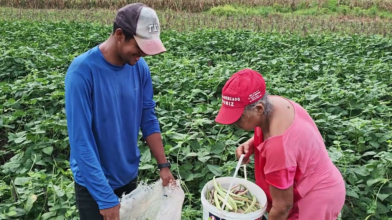 Vó catando feijão trepa pau e fazendo graça