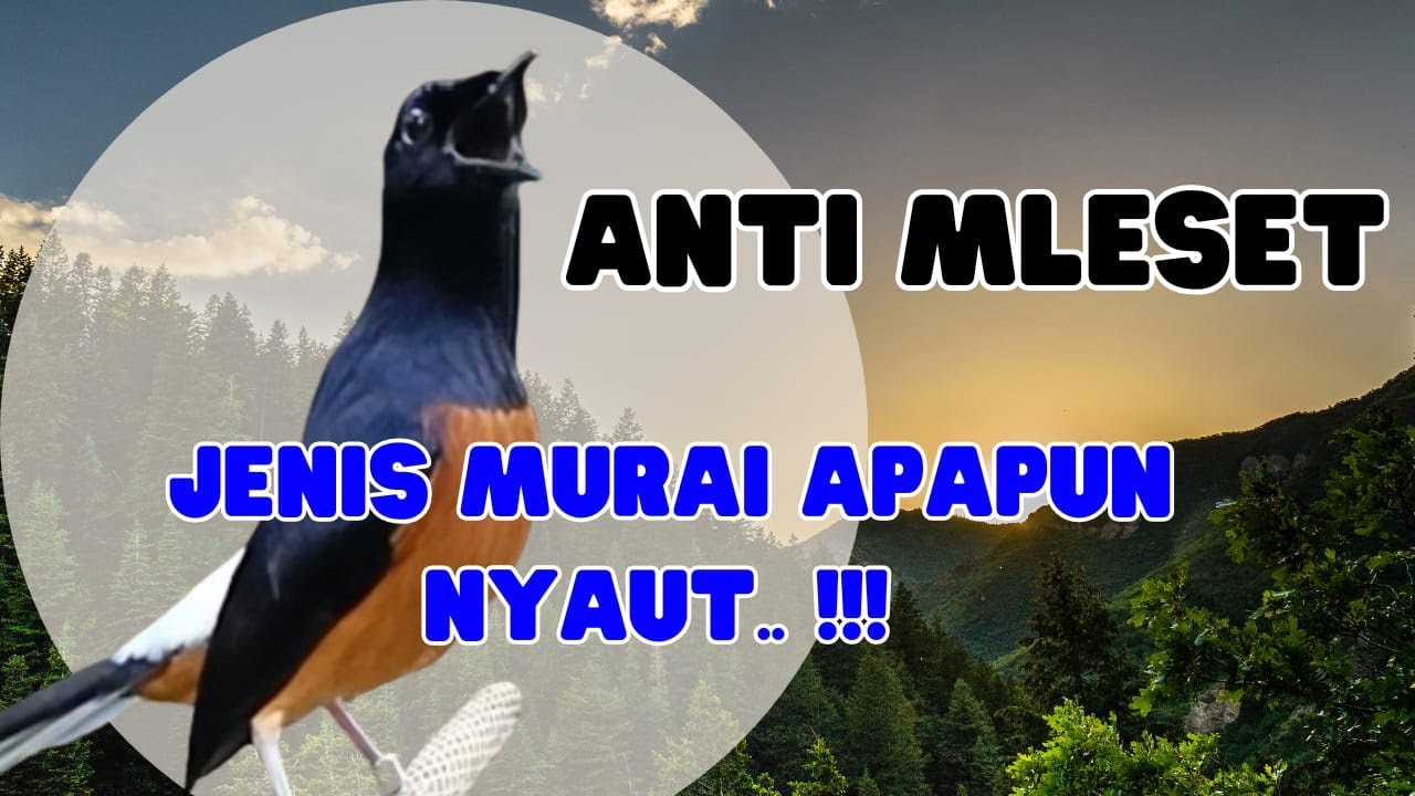🔥PANCINGAN Murai Batu gacor full isian tembakan ampuh naikkan emosi Murai Batu lain agar ikut bunyi