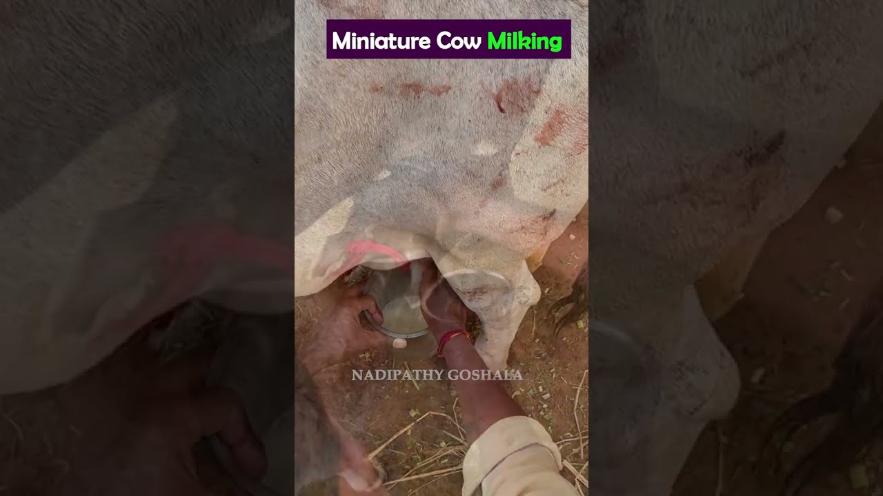 Miniature Cow Milking Youtube Pets Animals Yt Farming Music Friends Cute India Cattle