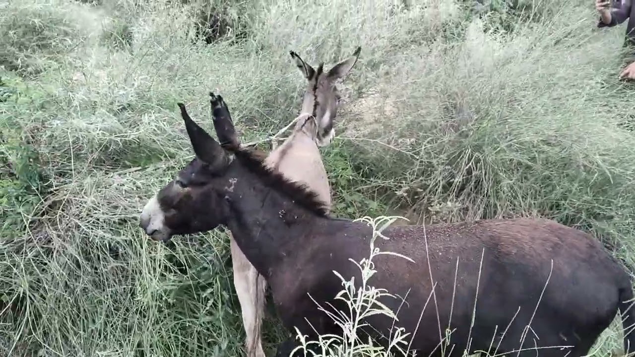 Black donkeys
