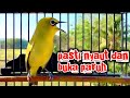 Jenis Pleci Apapun Akan Langsung Nyaut Dan Ngalas Dengan Pancingan Pleci Satu Ini Mp3 - Mp4 Download