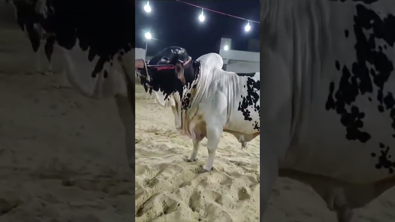 MashAllah Allah o Akber❤️🐄