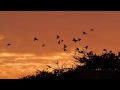 تغريد الطيور اصوات الطبيعة الهادئة  - Morning Birds