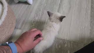 Siamese cat family's new journey start at Beaver County. 샴고양이 가족들의 새로운 삶~