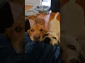 🌞 Morning with Shadow and Chance 🧡 #dogs